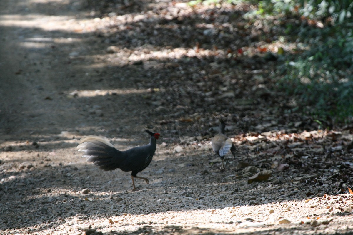 Kalij Pheasant - ML642241952