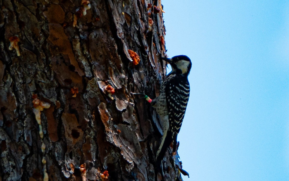 Red-cockaded Woodpecker - ML642241953