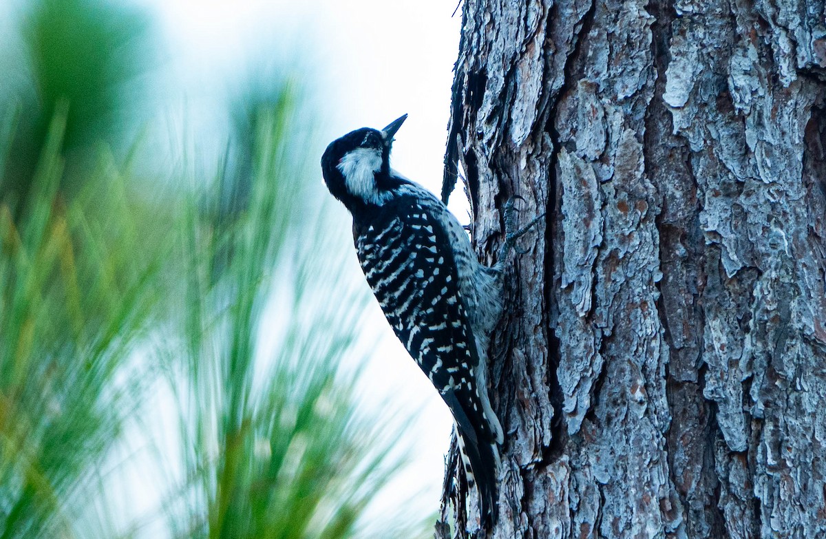 Red-cockaded Woodpecker - ML642241954