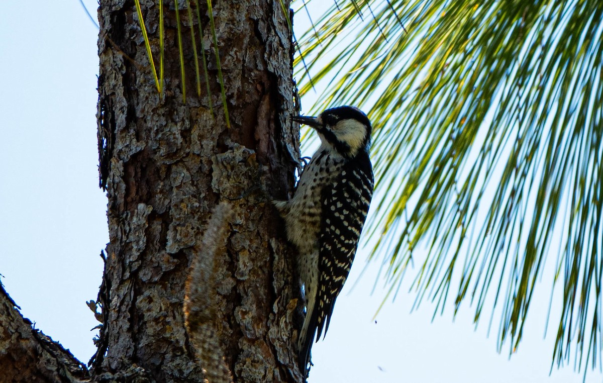 Red-cockaded Woodpecker - ML642241955