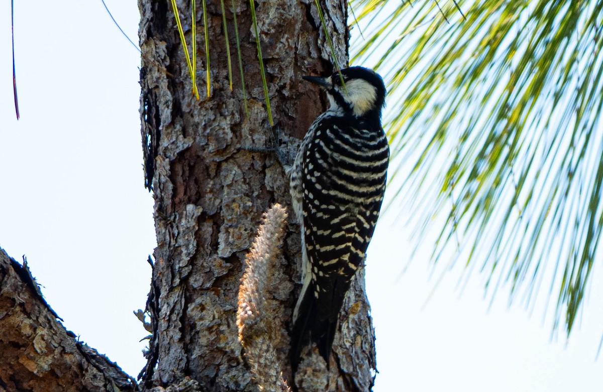 Red-cockaded Woodpecker - ML642241956