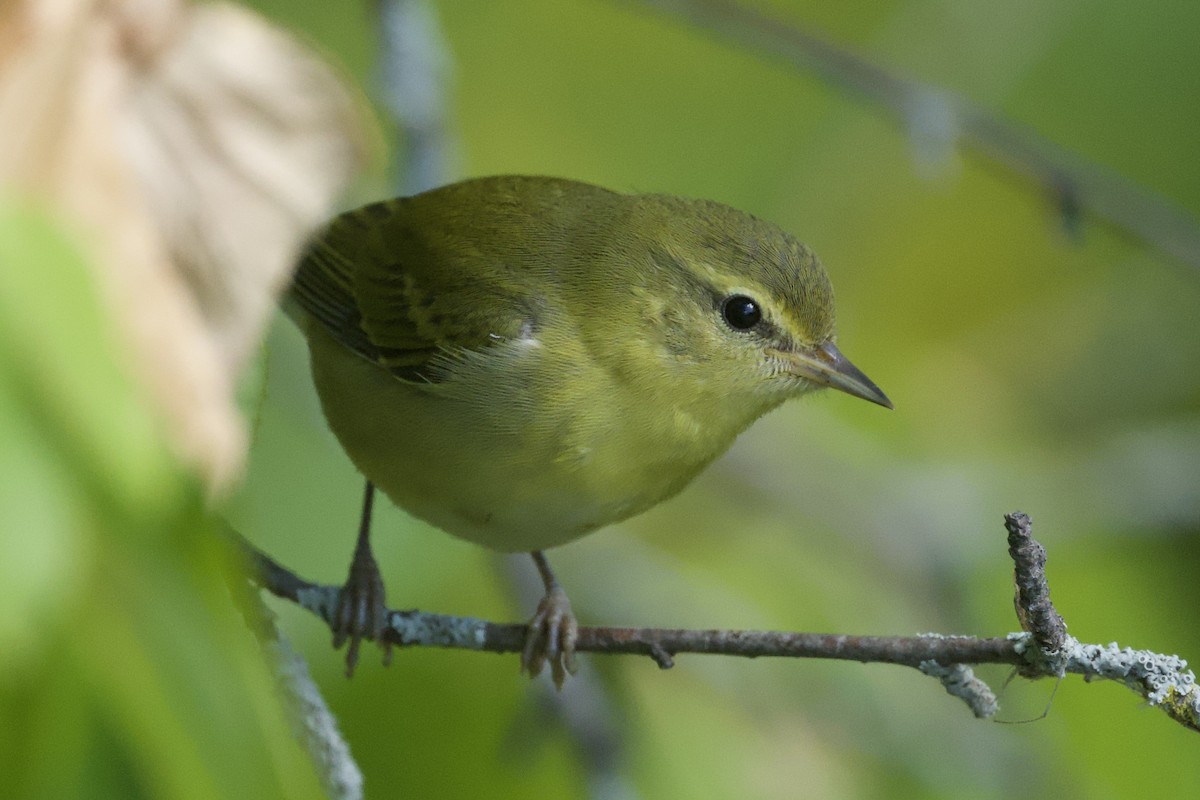 Tennessee Warbler - ML642241958