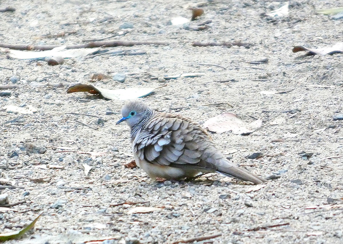 Peaceful Dove - ML642241961