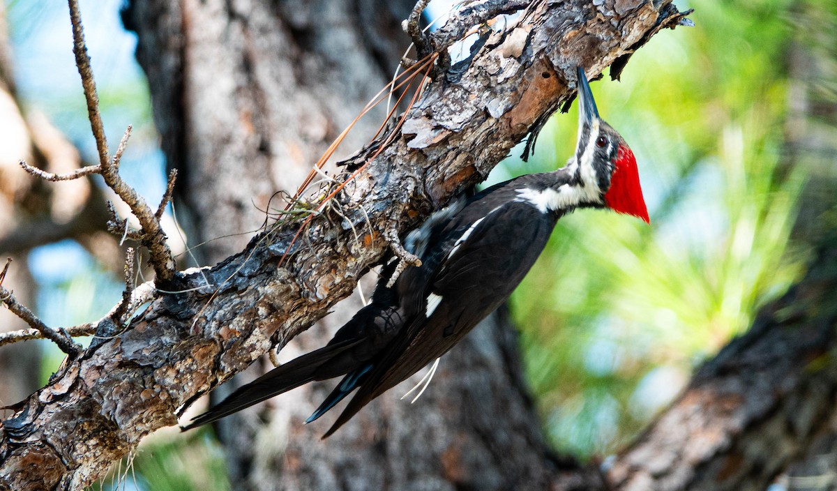 Pileated Woodpecker - ML642241964