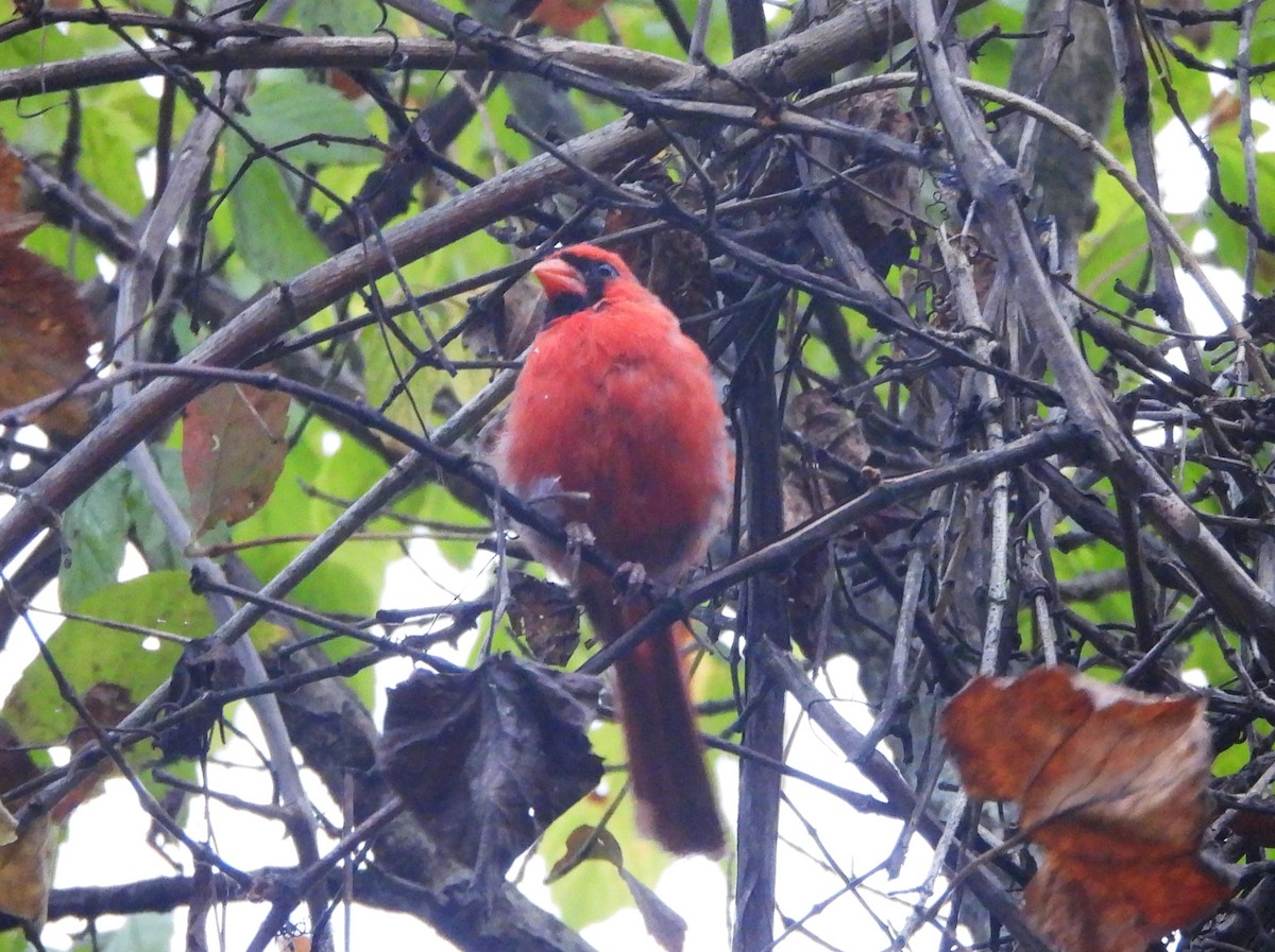 Northern Cardinal - ML642241965