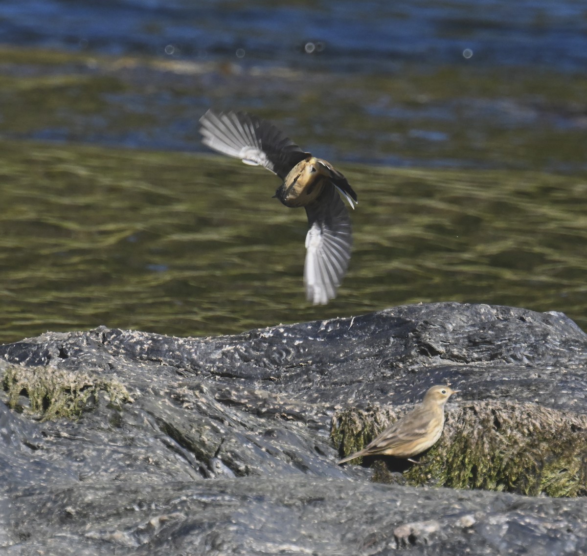American Pipit - ML642241966