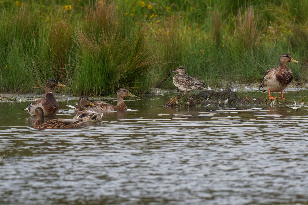 Green-winged Teal - ML642241967