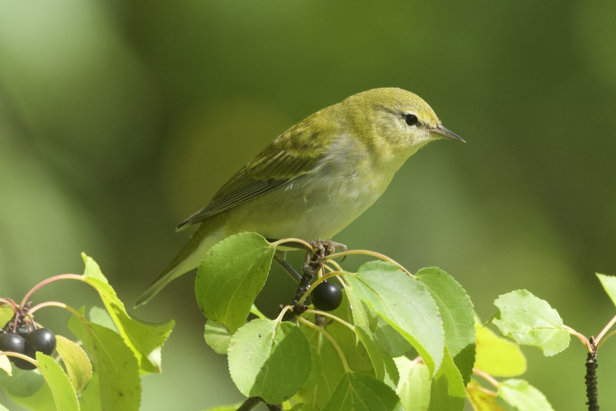 Tennessee Warbler - ML642241970