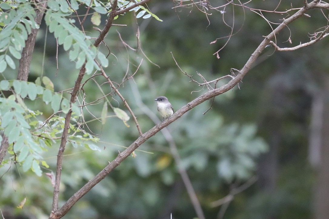 Eastern Phoebe - ML642241971
