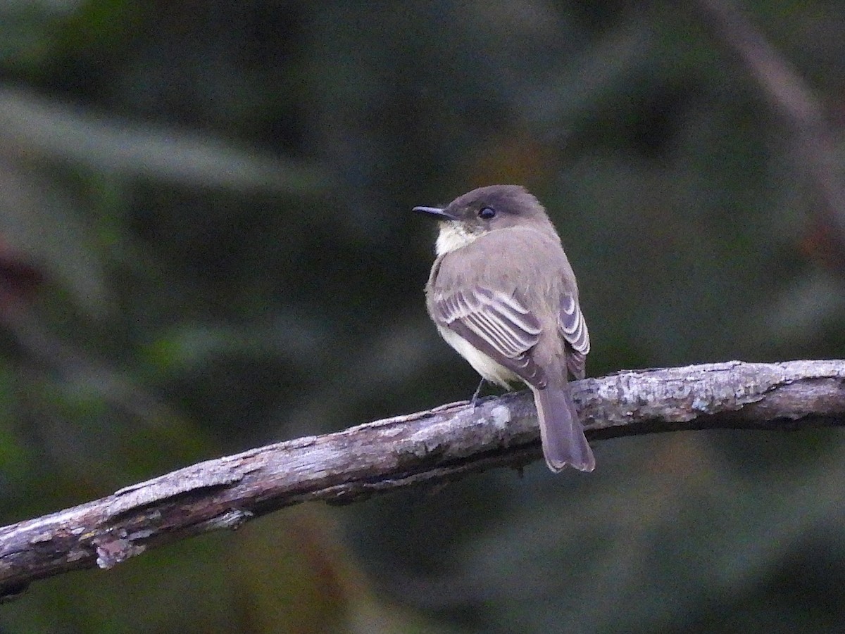 Eastern Phoebe - ML642241974