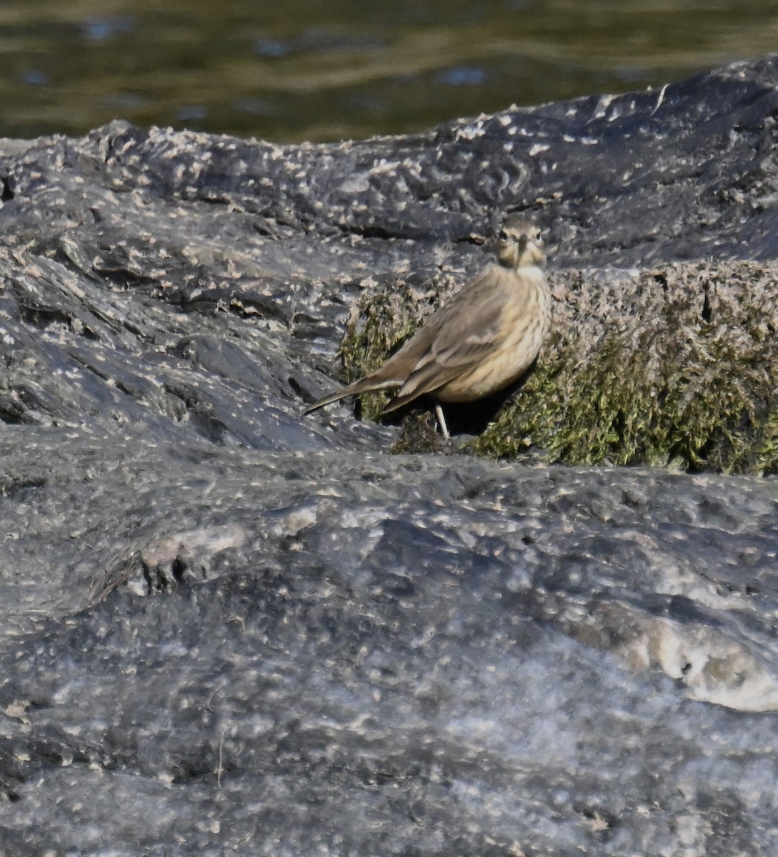 American Pipit - ML642241976