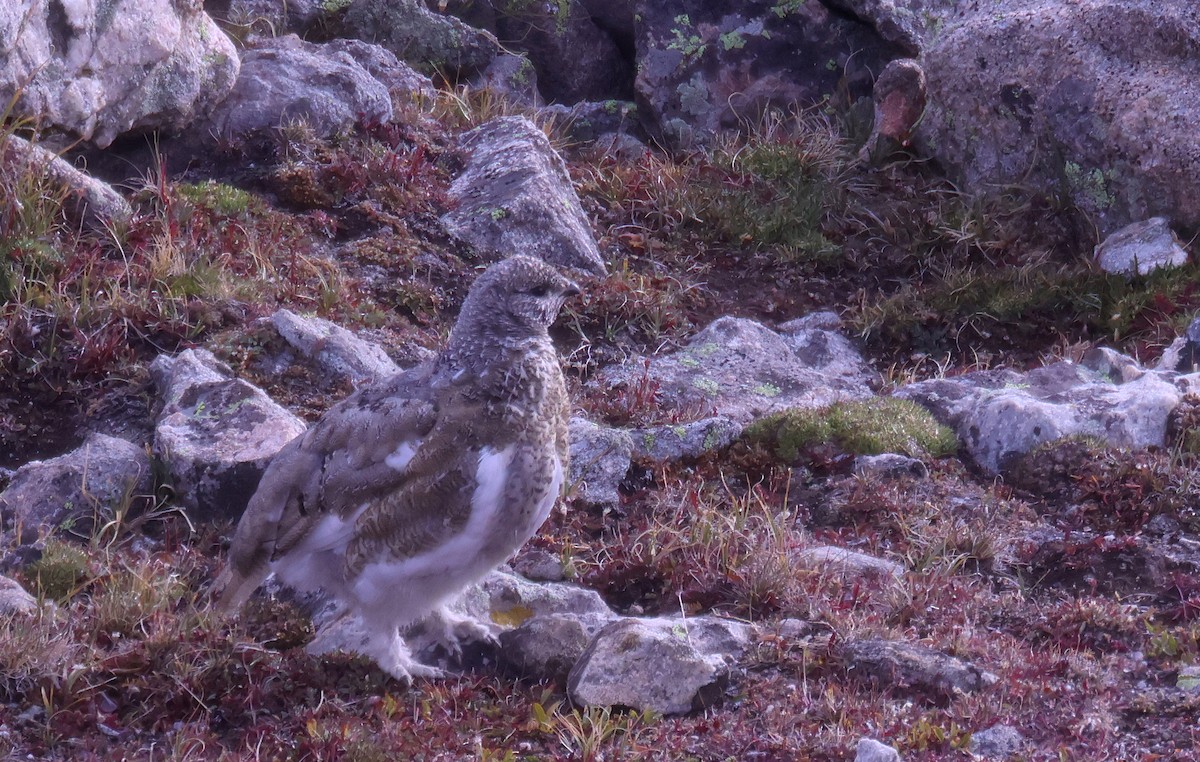 White-tailed Ptarmigan - ML642241977