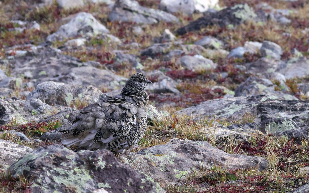 White-tailed Ptarmigan - ML642241978