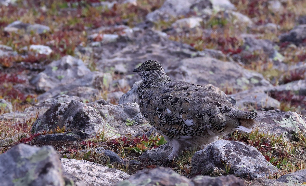 White-tailed Ptarmigan - ML642241979
