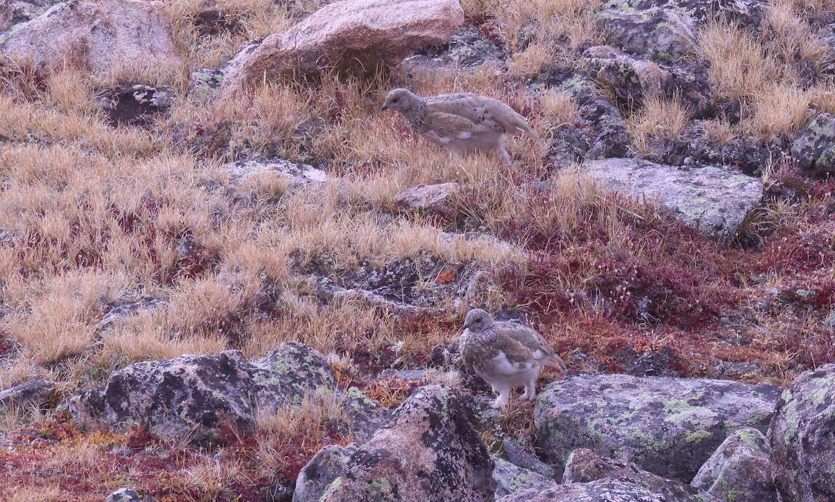 White-tailed Ptarmigan - ML642241980