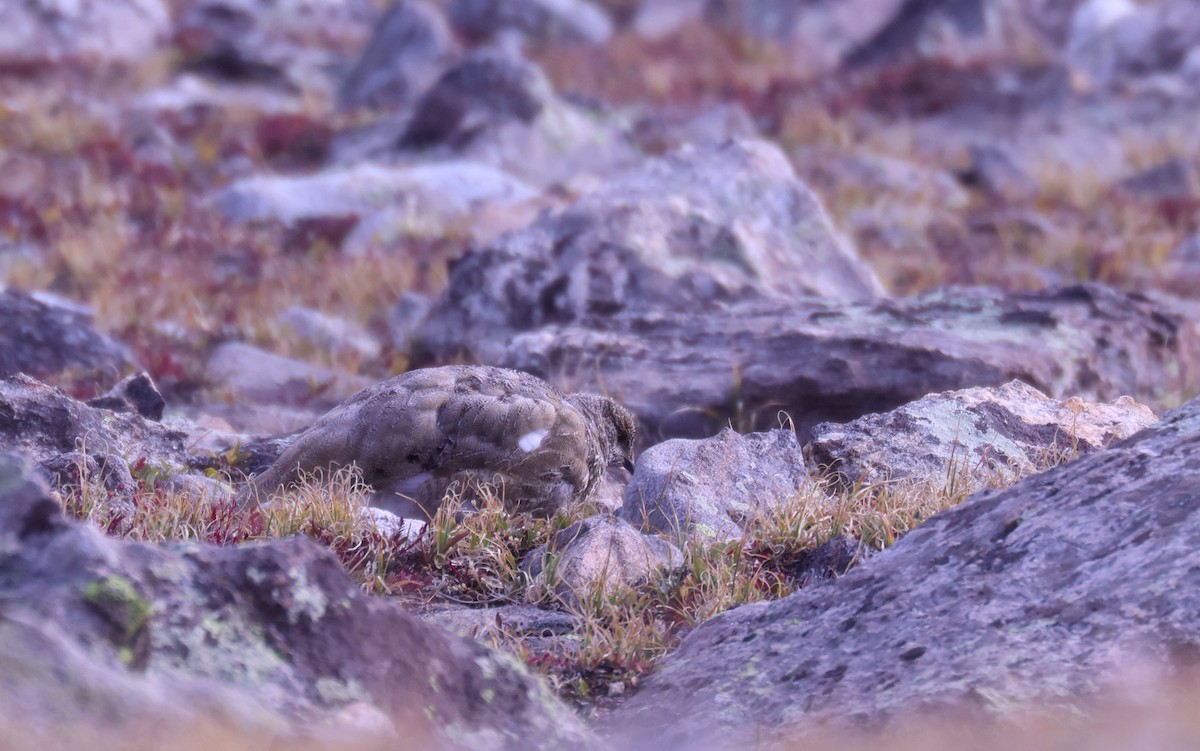 White-tailed Ptarmigan - ML642241981