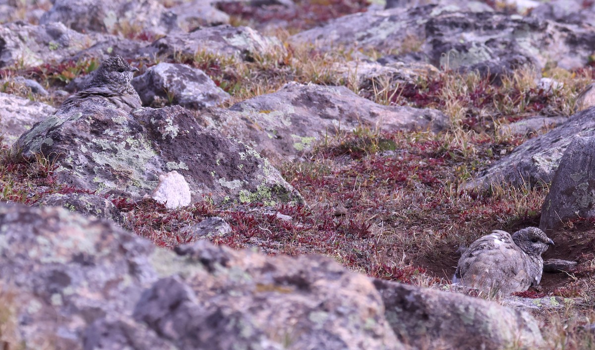 White-tailed Ptarmigan - ML642241982