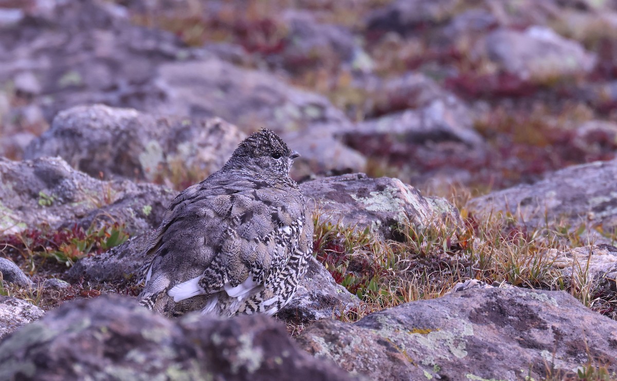 White-tailed Ptarmigan - ML642241983