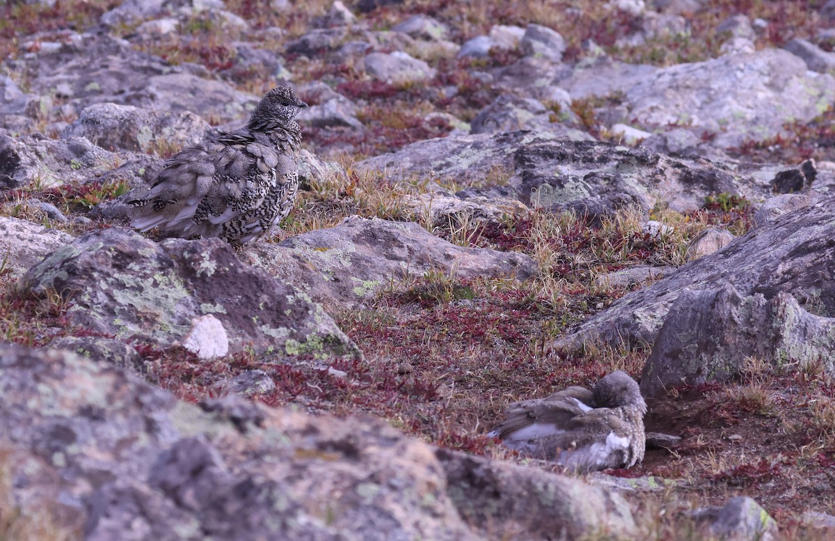 White-tailed Ptarmigan - ML642241984