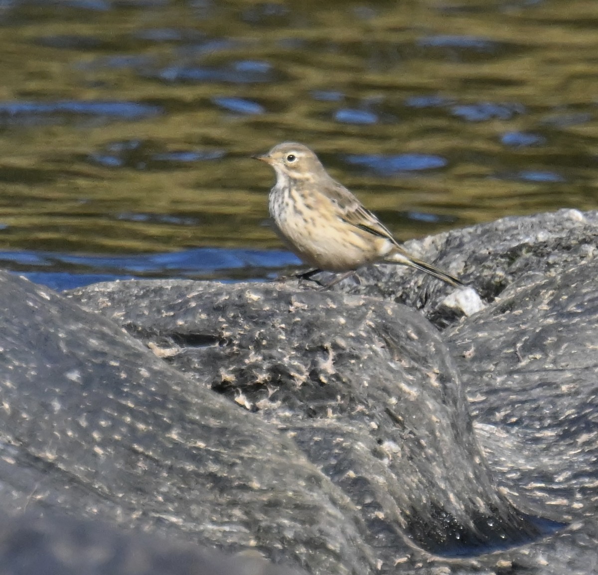 American Pipit - ML642241985