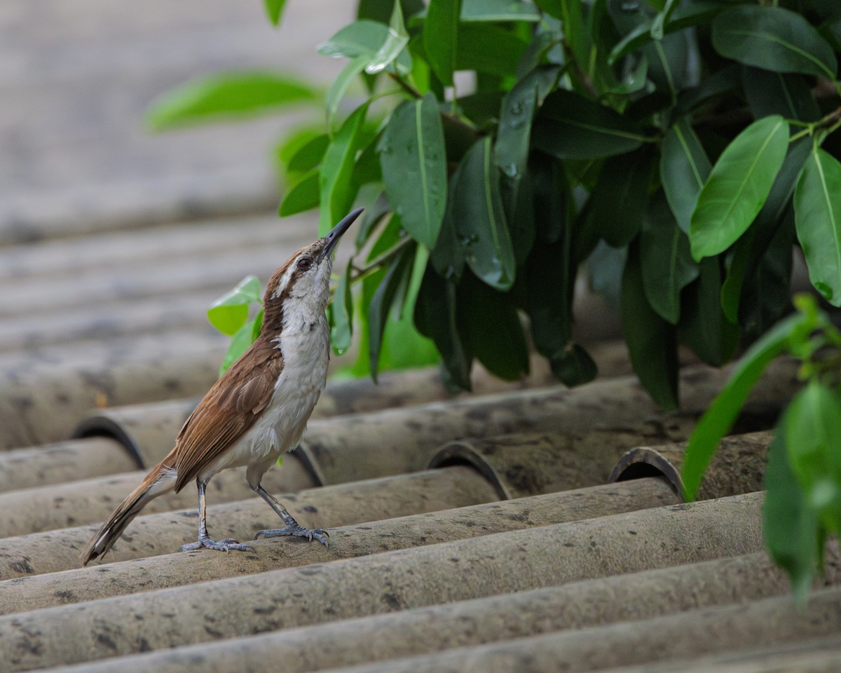 Bicolored Wren - ML642241986