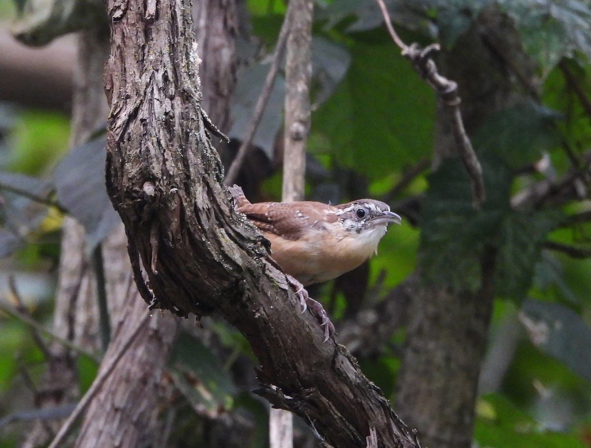 Carolina Wren - ML642241990