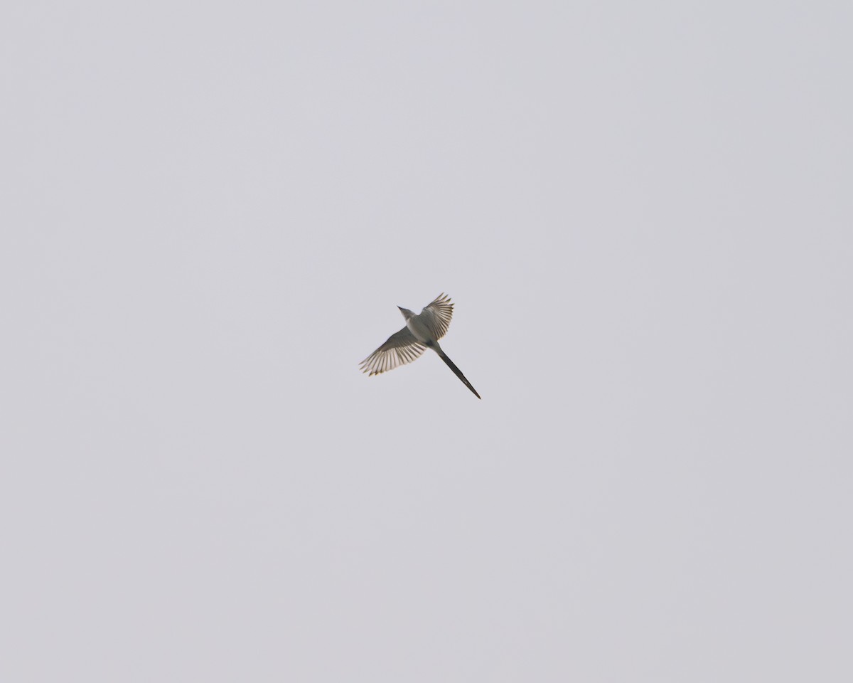 Fork-tailed Flycatcher - ML642241992