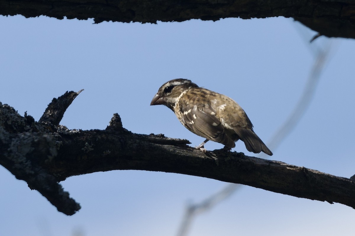 Rose-breasted Grosbeak - ML642241993