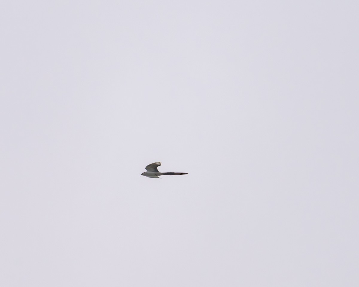 Fork-tailed Flycatcher - ML642241994