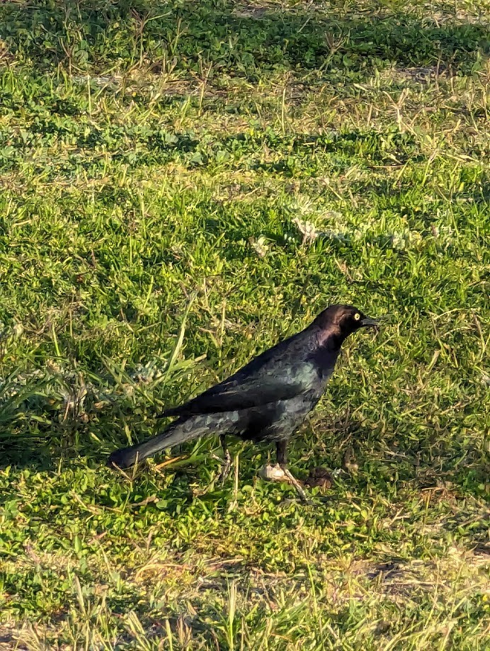 Brewer's Blackbird - ML642242002