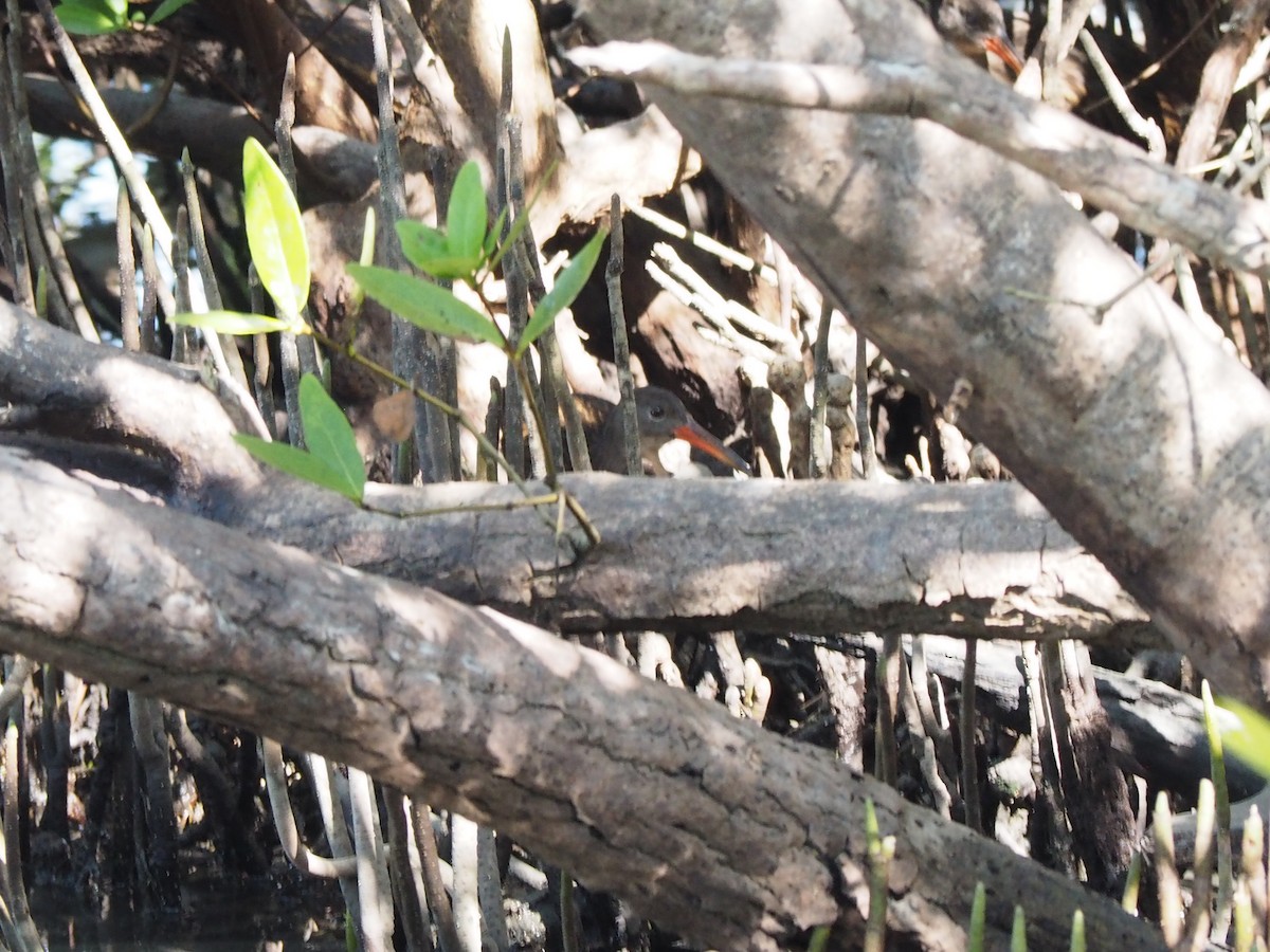 Mangrove Rail - ML642242003