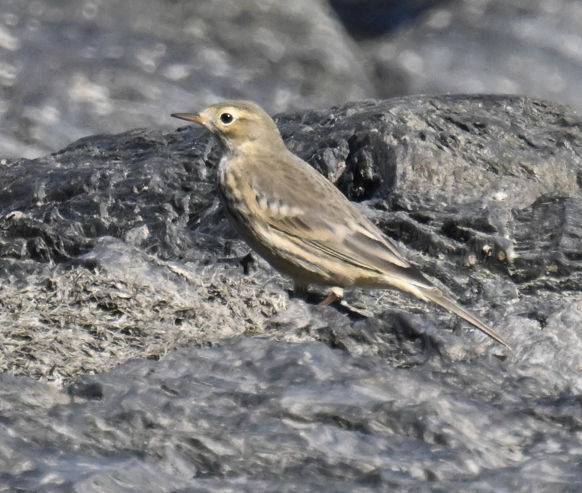 American Pipit - ML642242004