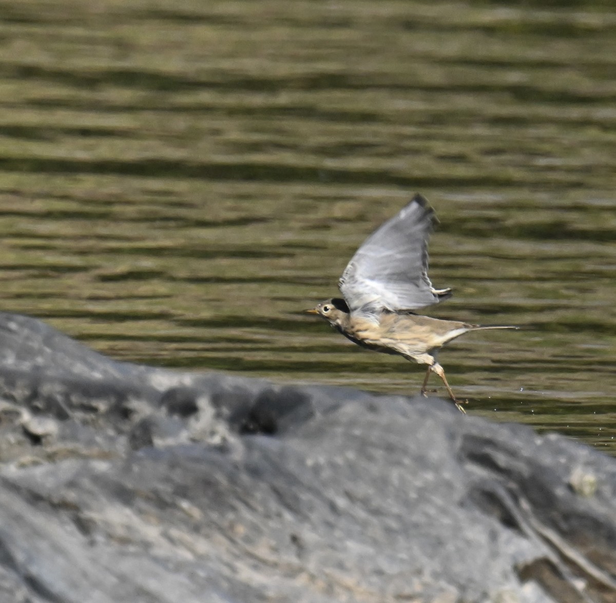 American Pipit - ML642242019