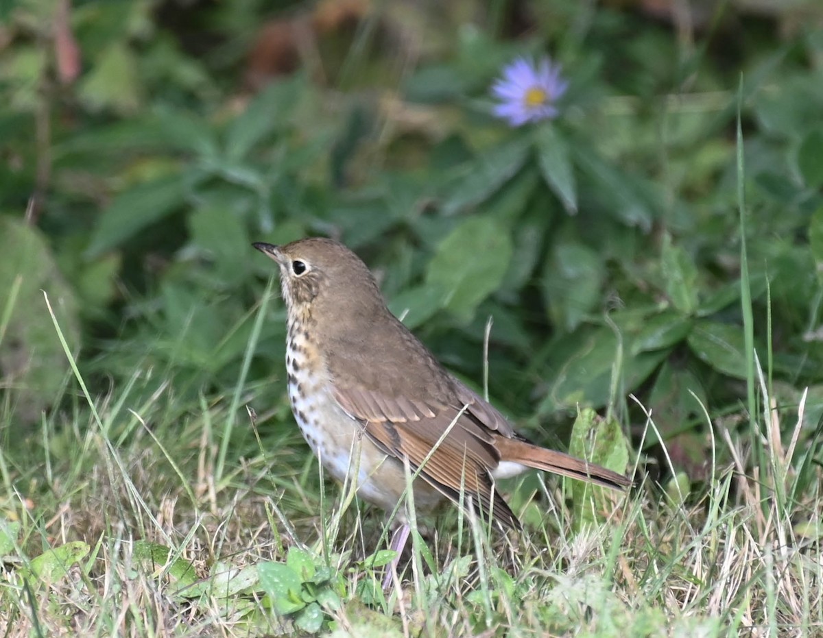 Hermit Thrush - ML642242023
