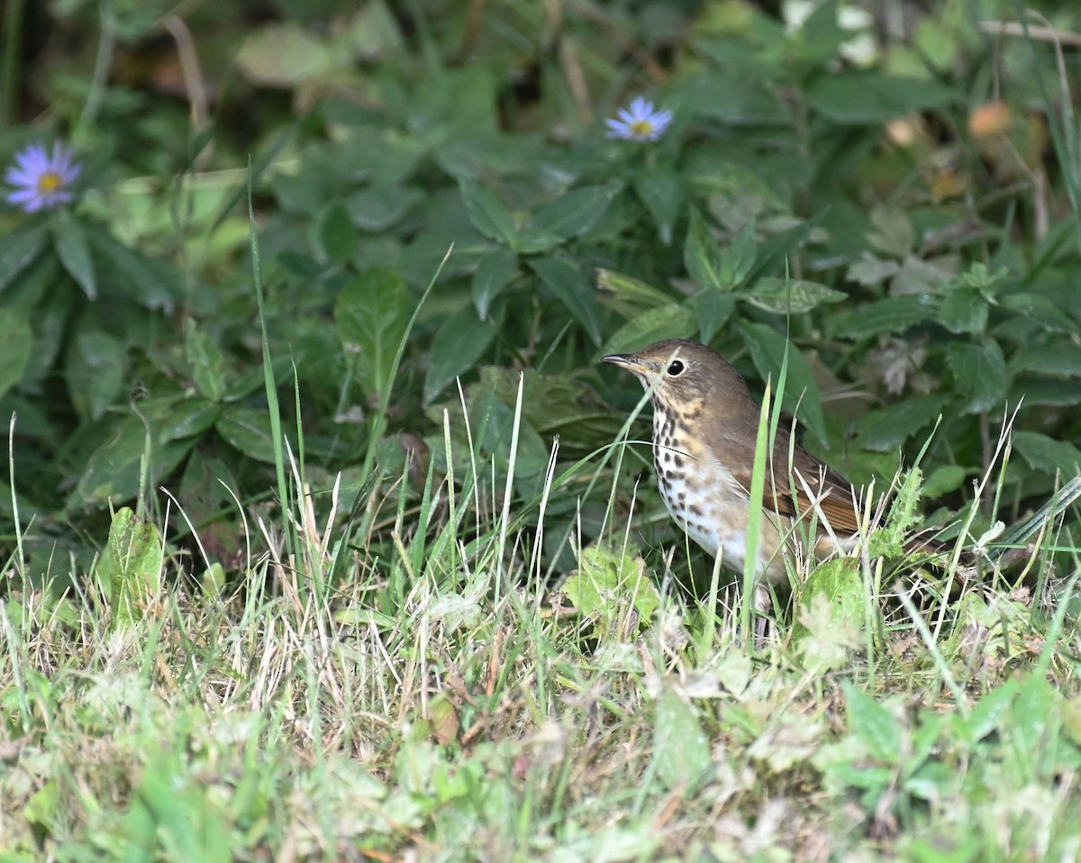 Hermit Thrush - ML642242024