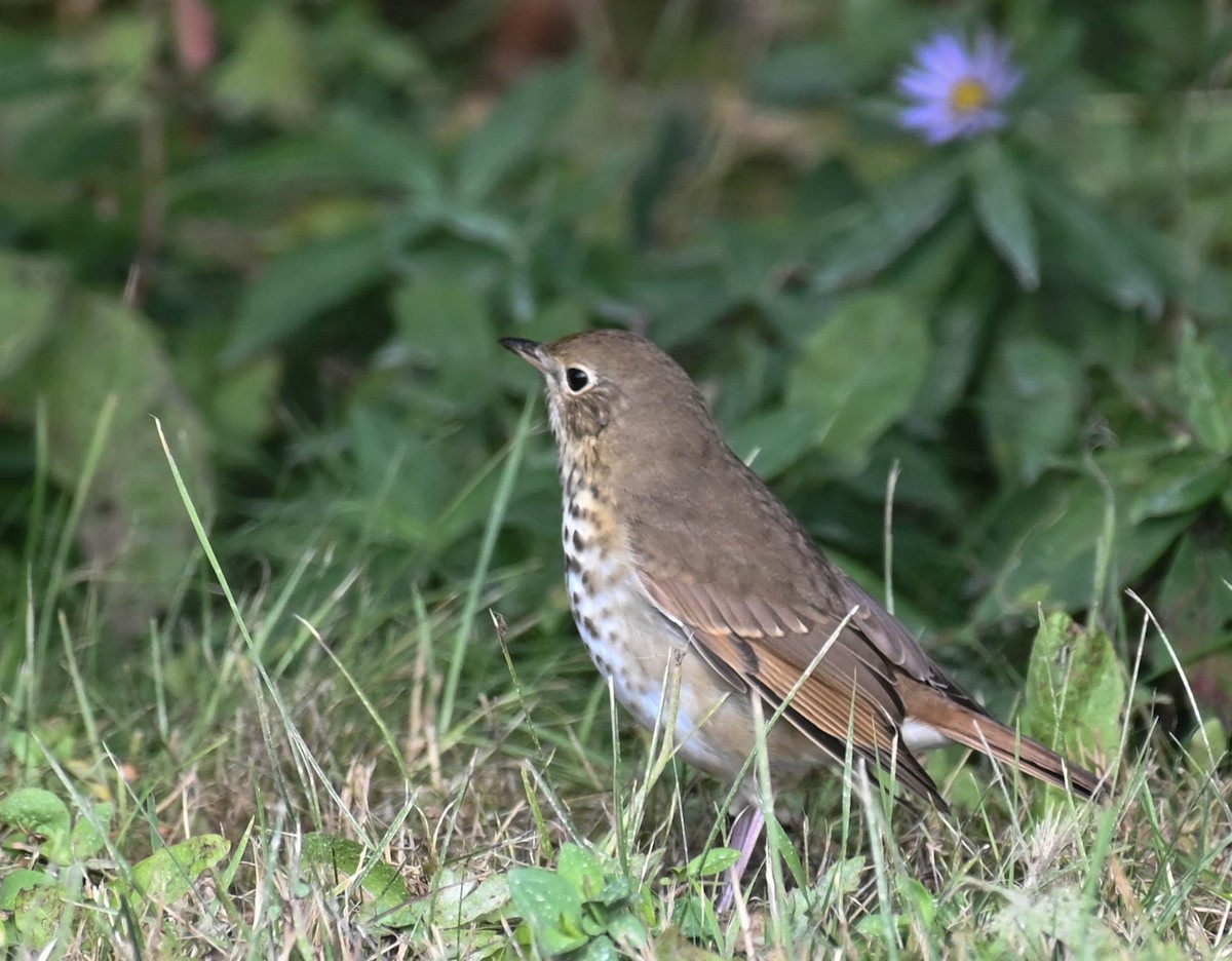 Hermit Thrush - ML642242025