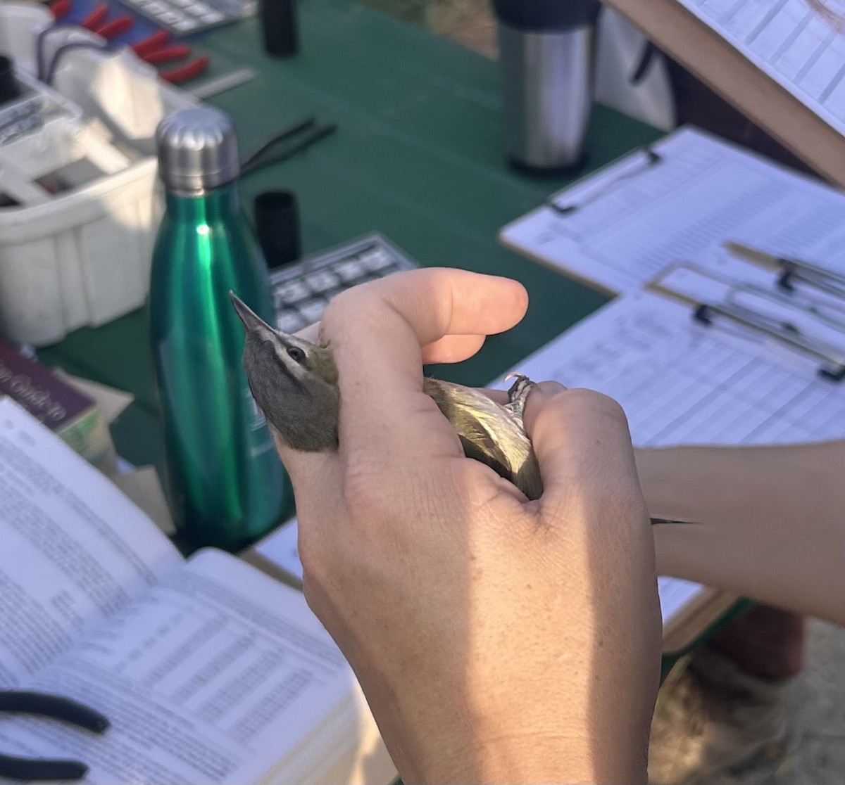 Red-eyed Vireo - ML642242027