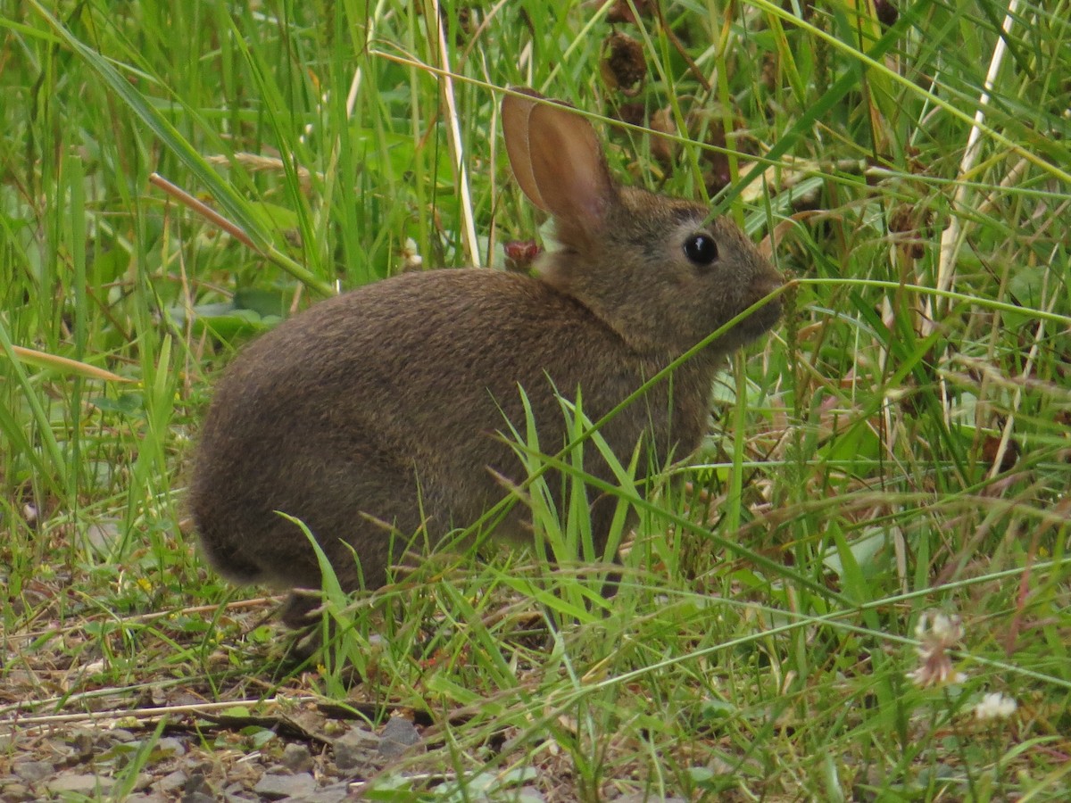 Animals - ML642242029