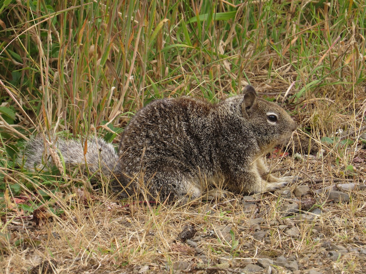 Animals - ML642242030