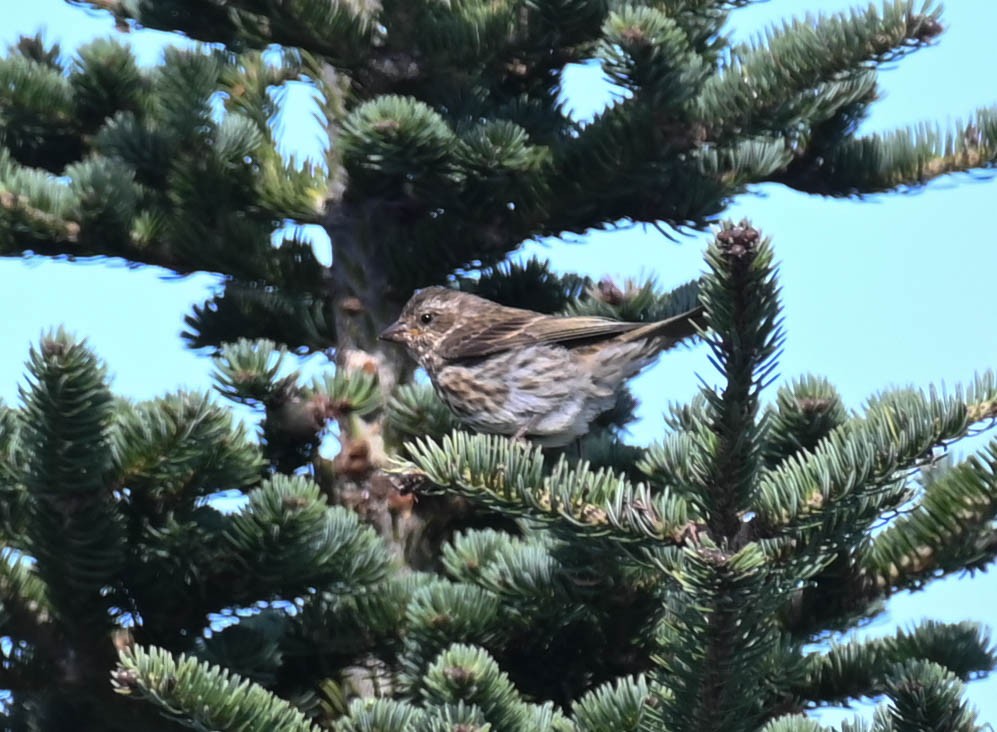 Purple Finch - ML642242038
