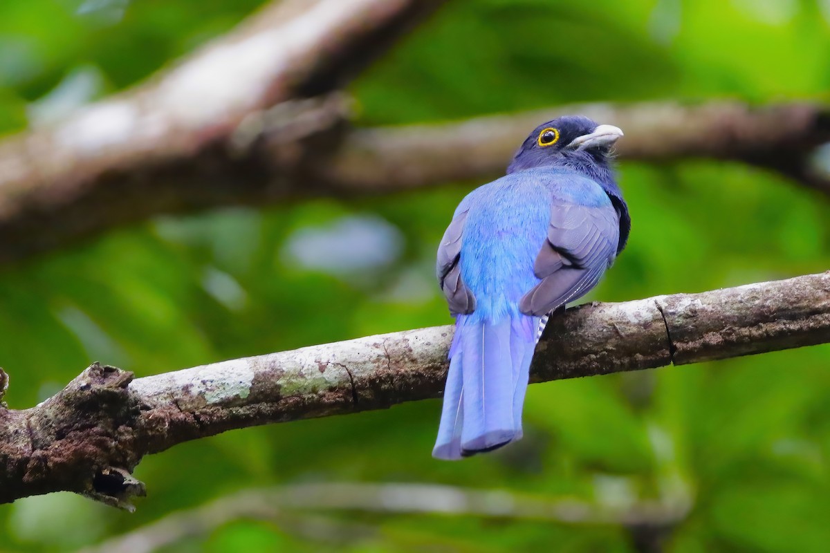 Trogon d'Amazonie - ML642242040