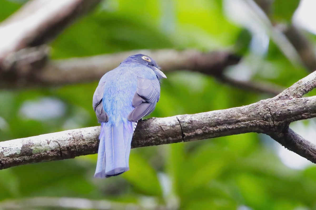 Trogon d'Amazonie - ML642242041