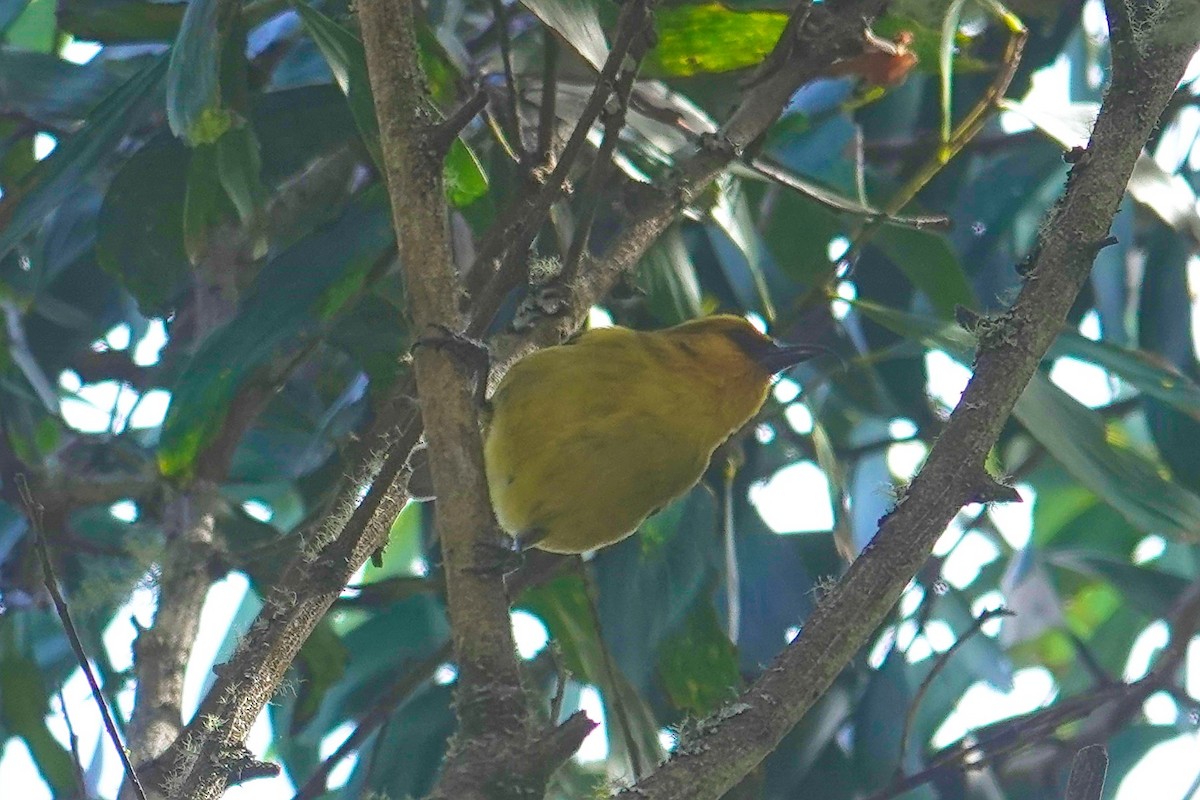 Akiapolaau - ML642242043