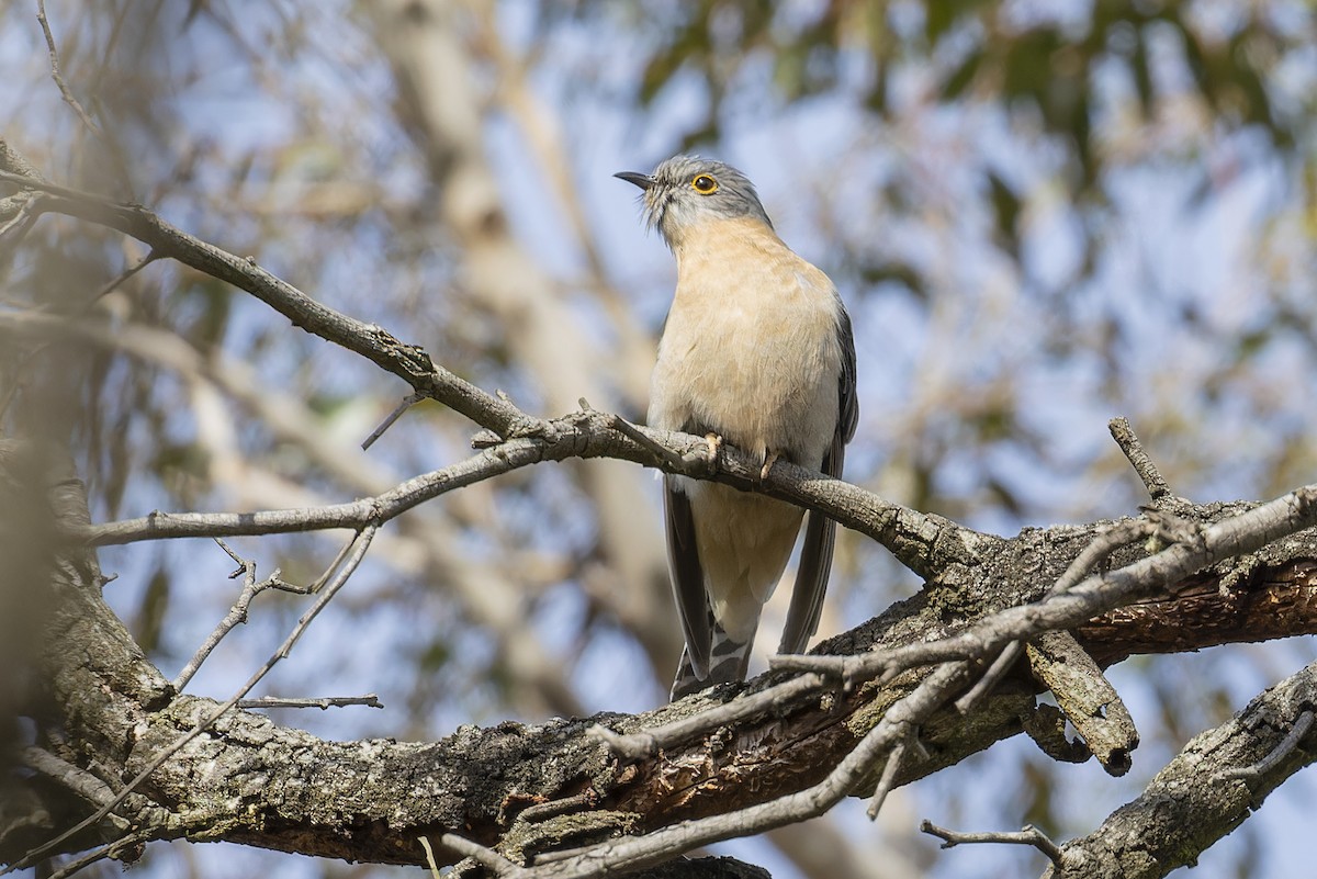 Fan-tailed Cuckoo - ML642242055