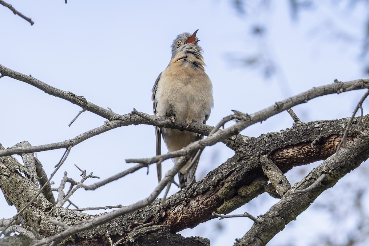 Fan-tailed Cuckoo - ML642242056