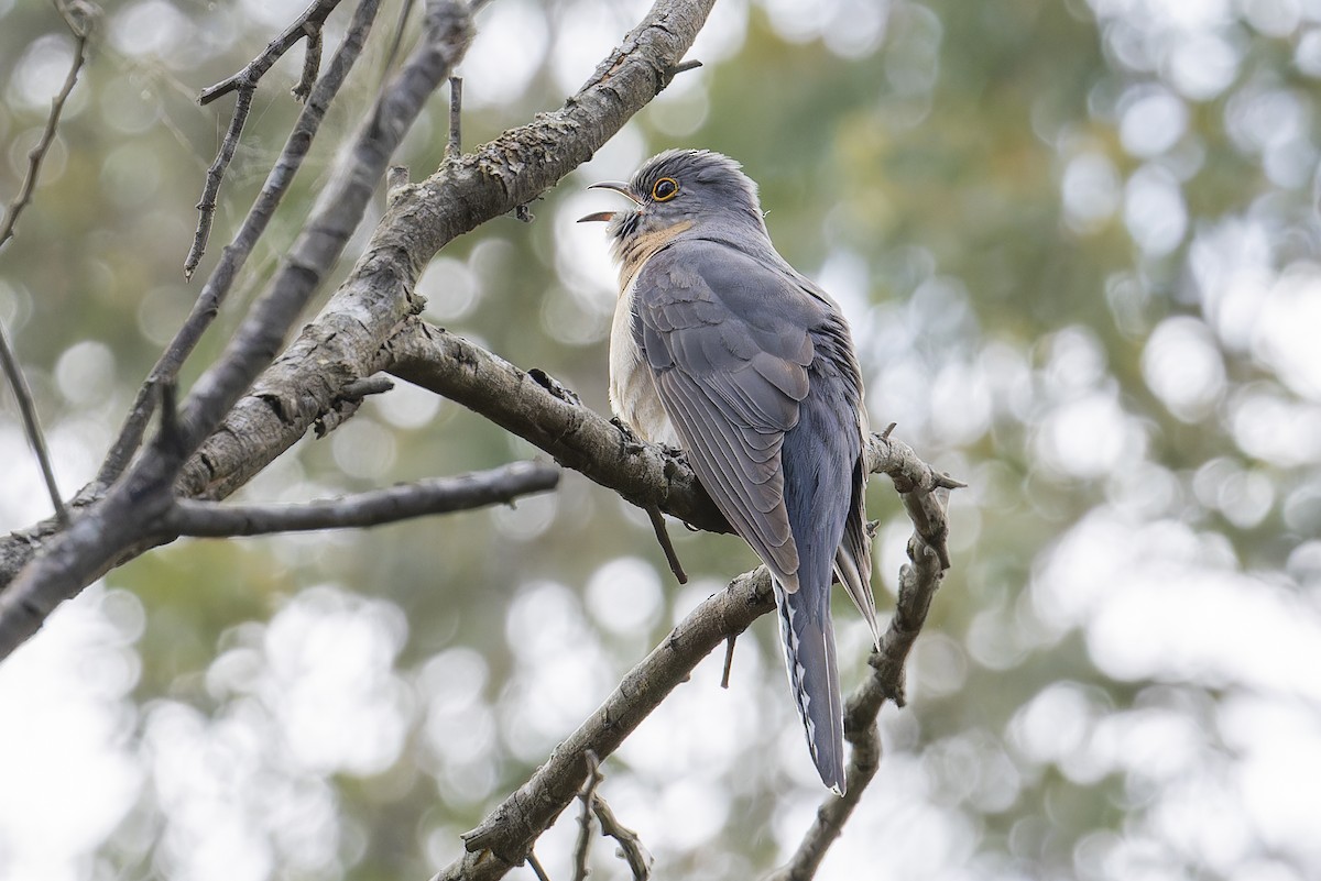 Fan-tailed Cuckoo - ML642242057