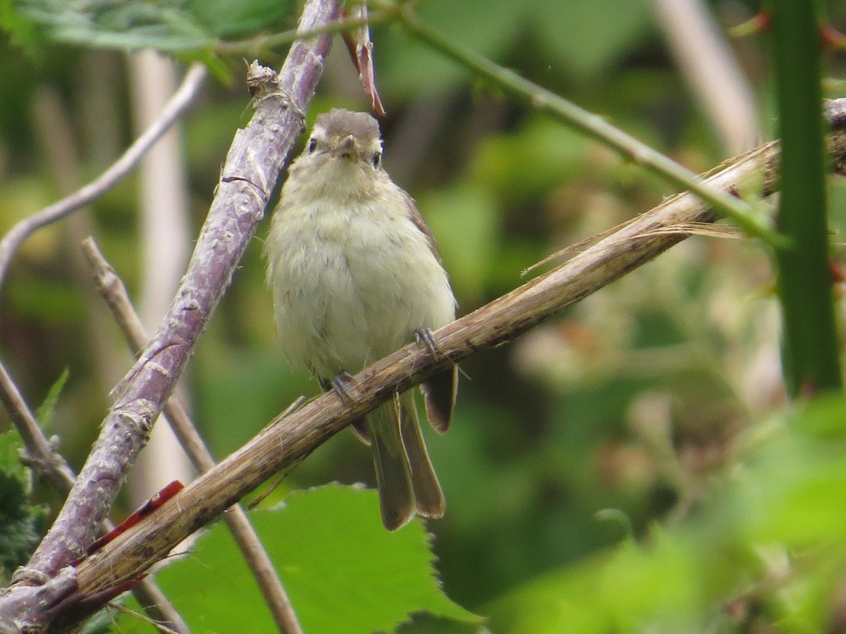 Western Warbling Vireo - ML642242058