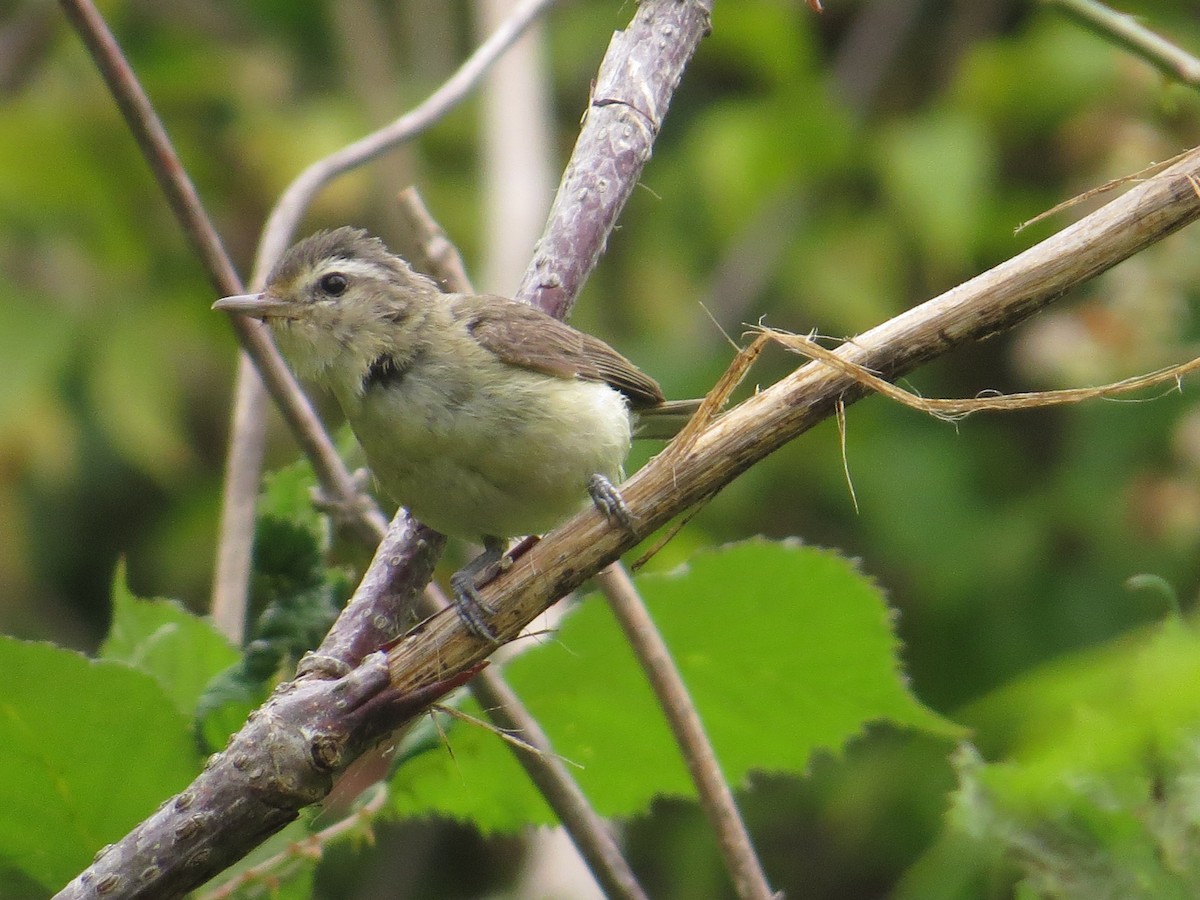 Western Warbling Vireo - ML642242059