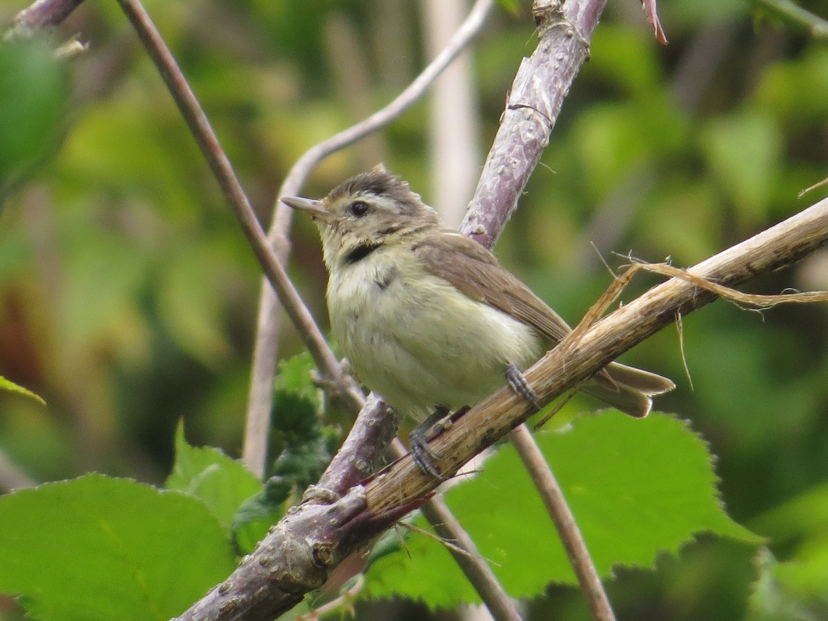 Western Warbling Vireo - ML642242060