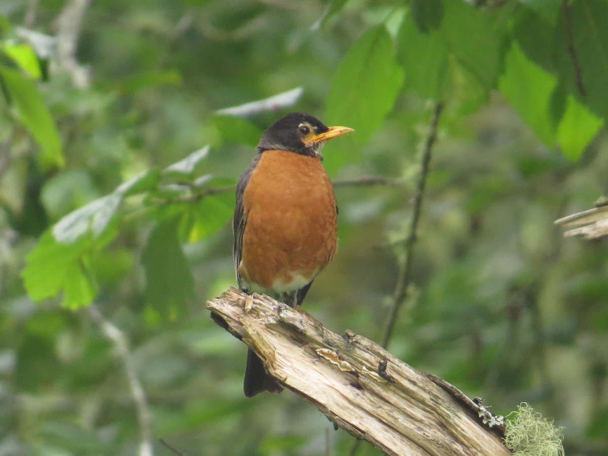 American Robin - ML642242066